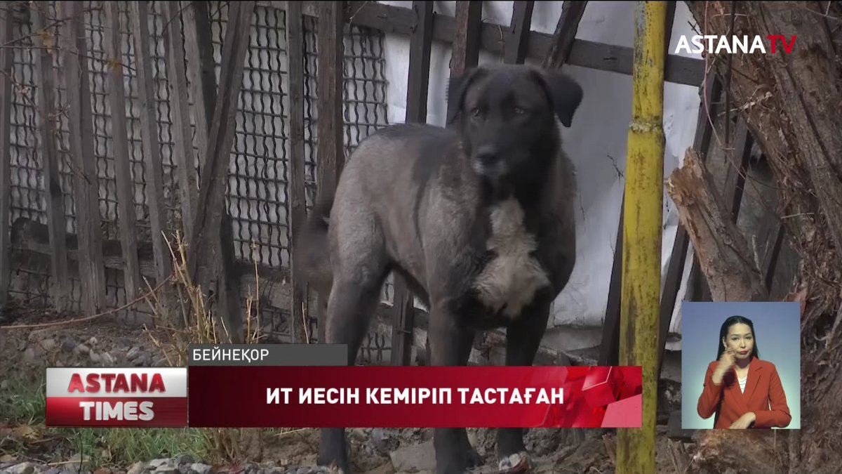 Шымкентте иесінің басын иті кеміріп тастаған