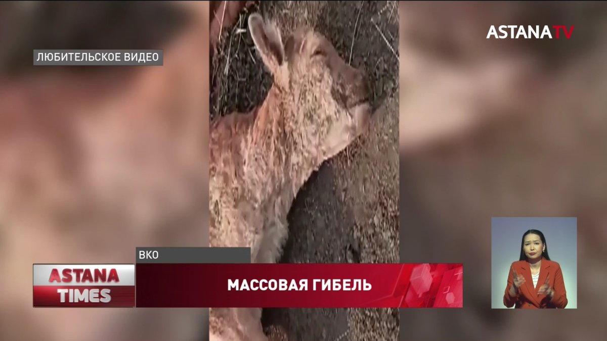 Причину загадочного падежа ягнят назвали ветеринары ВКО