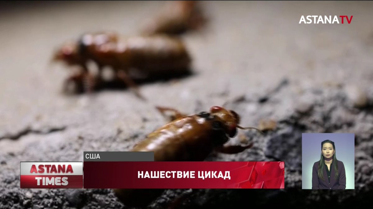 США наводнили миллионы цикад