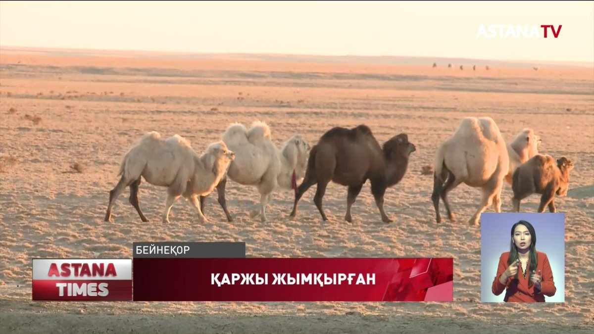 Қызылордада ауылшаруашылығы басқармасының қызметкерлері қамауға алынды