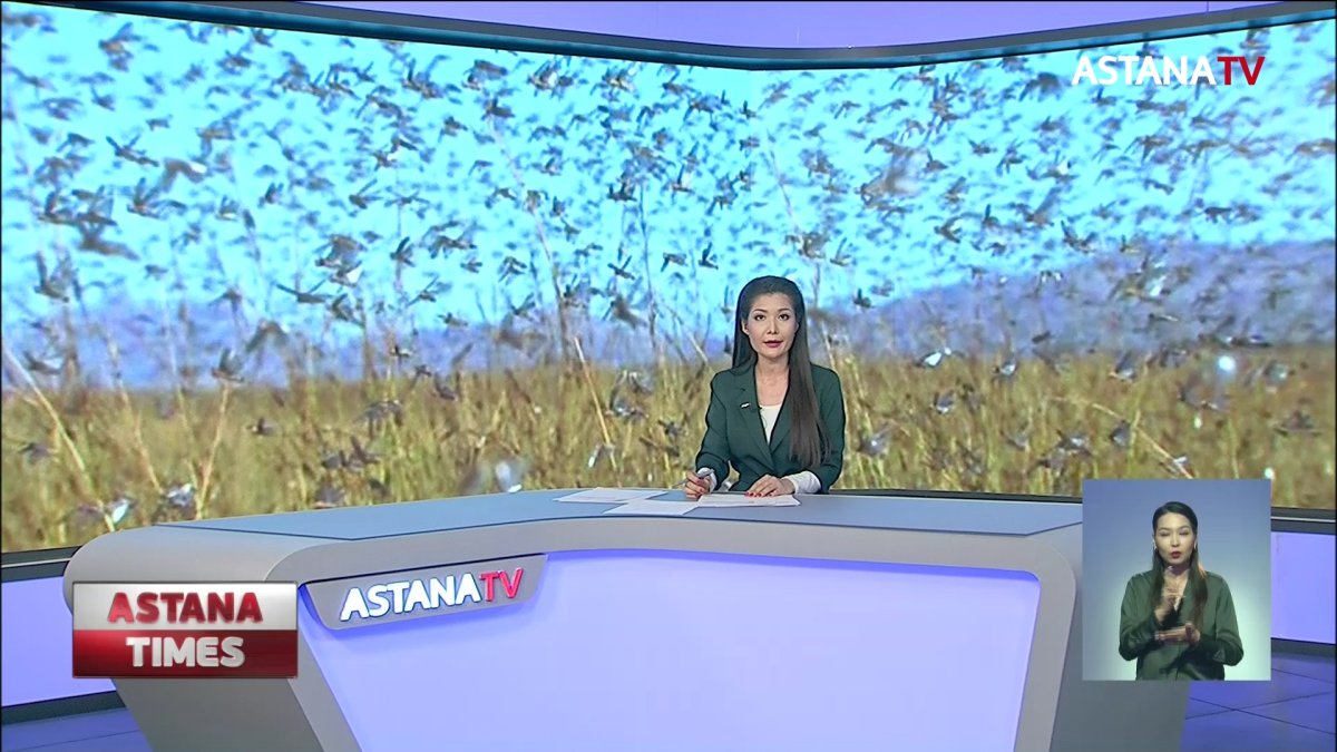 Оралды дүрліктірген шегірткелер Ақтөбеден келген