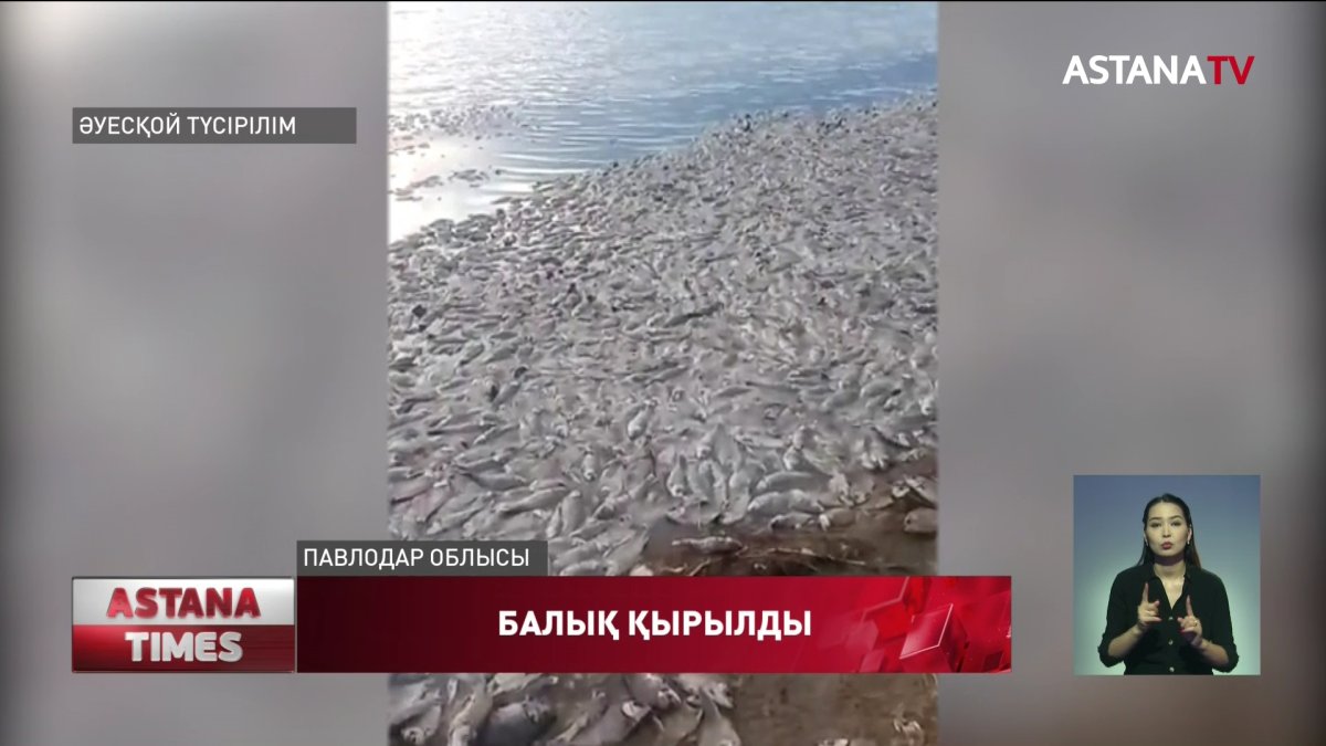 Павлодарда Шығанақ көлінде  балық қырылып қалды