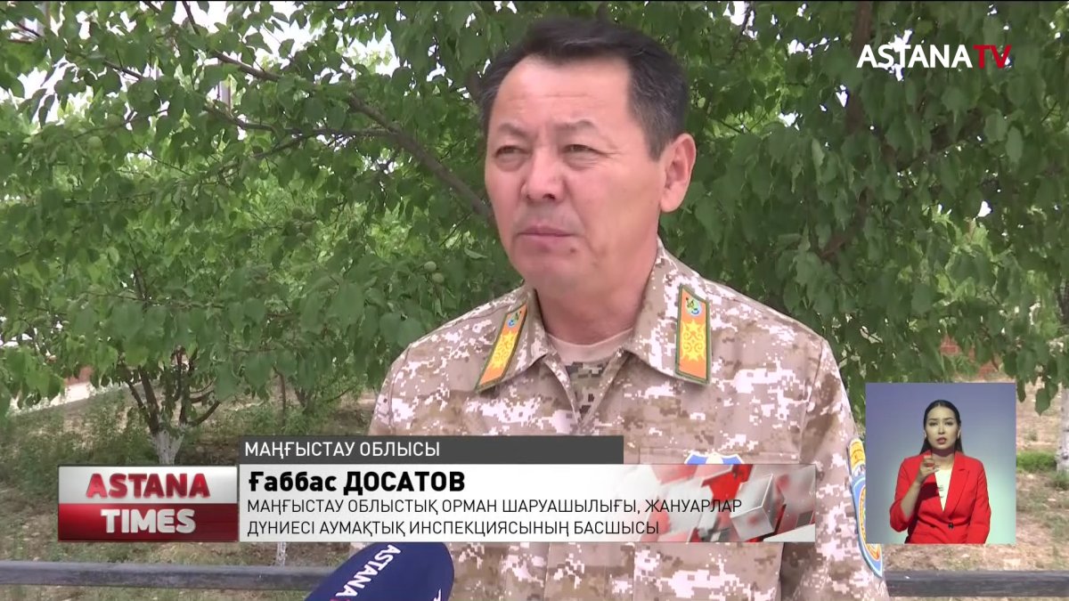 Маңғыстау облысында өлі барыс табылды