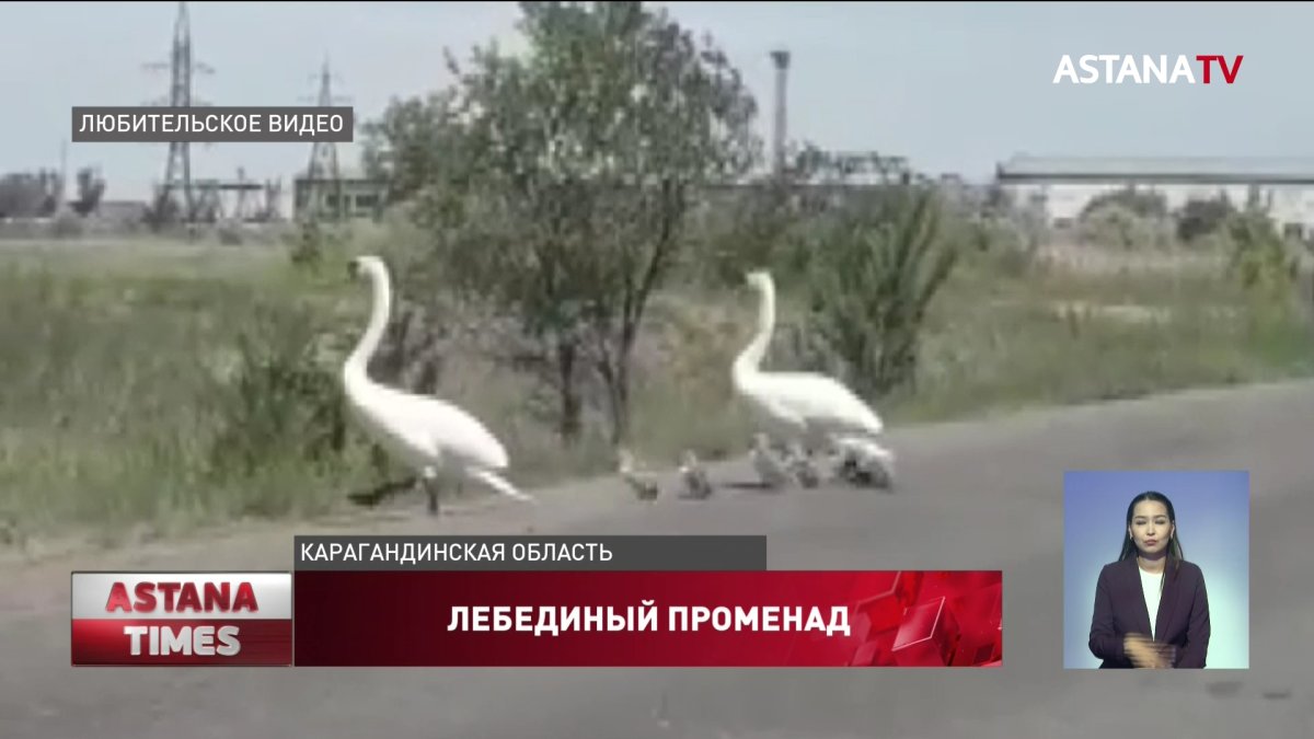 Пара лебедей с птенцами остановила автомобильное движение вблизи Шахтинска