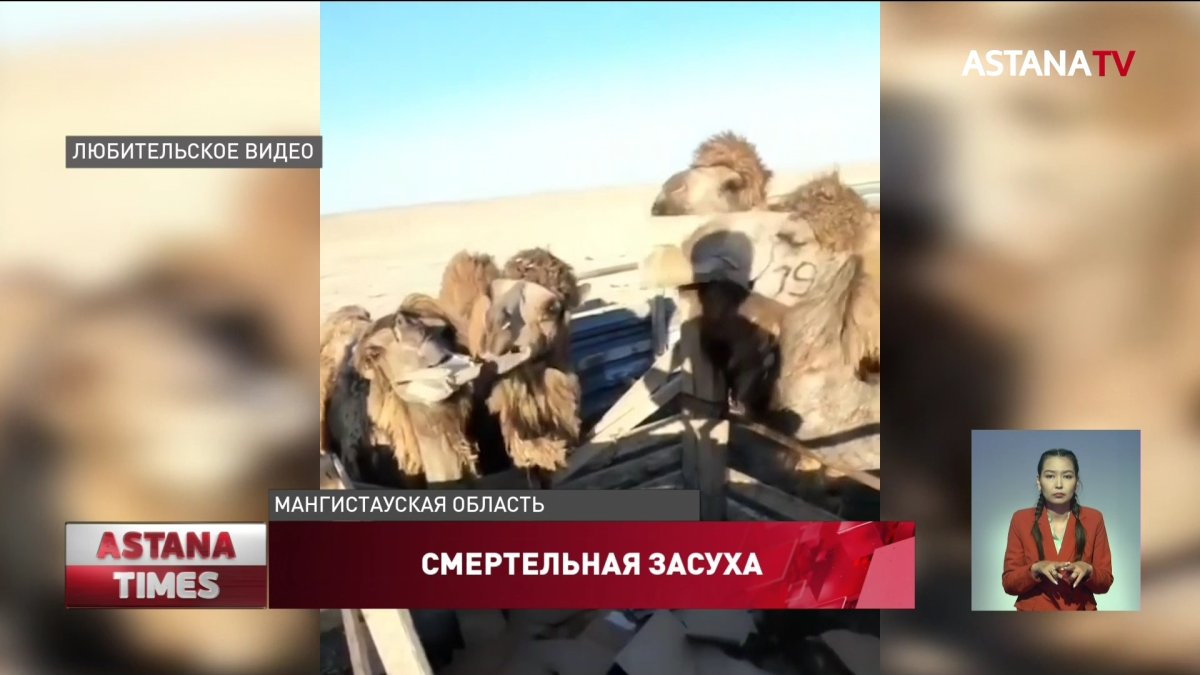 "Картонную диету" для скота прокомментировали мангистауские чиновники