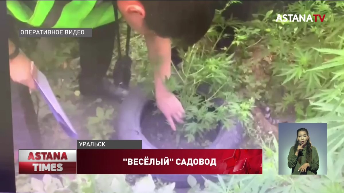 У дачника в Уральске изъяли 116 кустов конопли