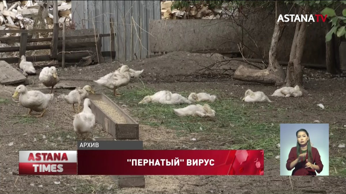 В Северном Казахстане опять вспышка птичьего гриппа