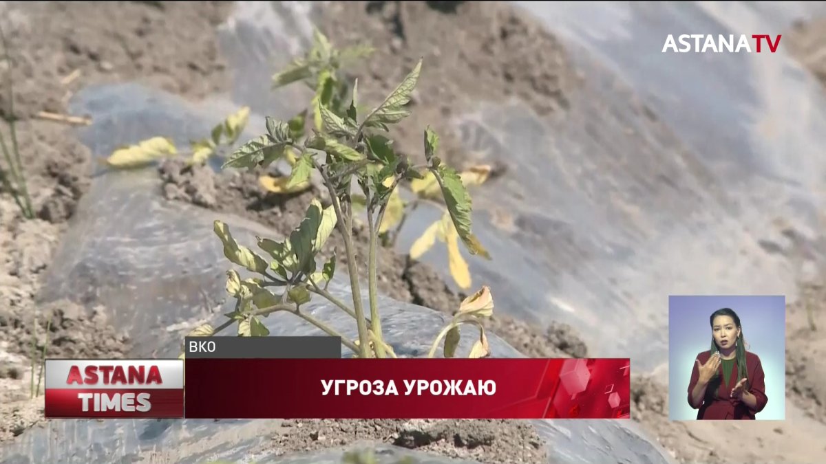 Сельчане Восточного Казахстана боятся потерять урожай из-за порыва дамбы