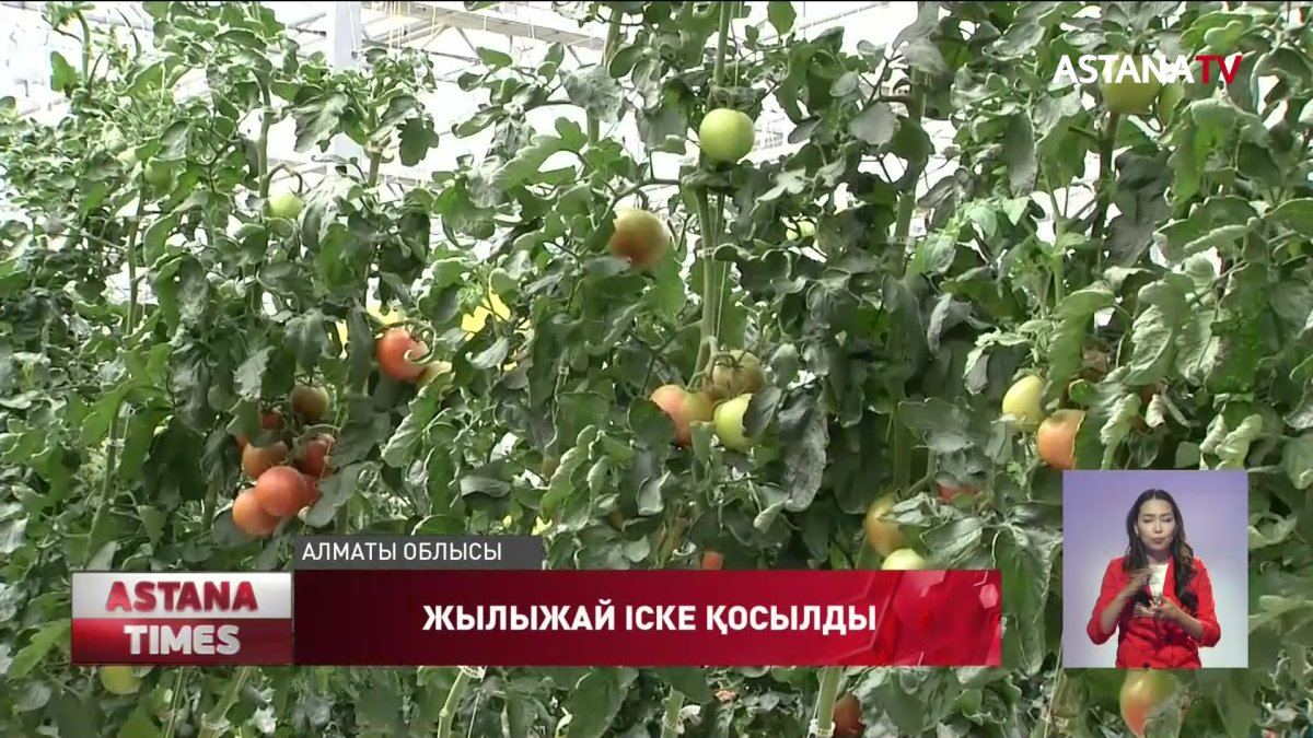 Алматы облысында еліміздегі ең ірі жылыжай кешені ашылды