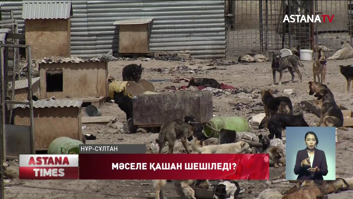 Шулаған ит пен сасық иіс елорда тұрғындарының мазасын қашырды