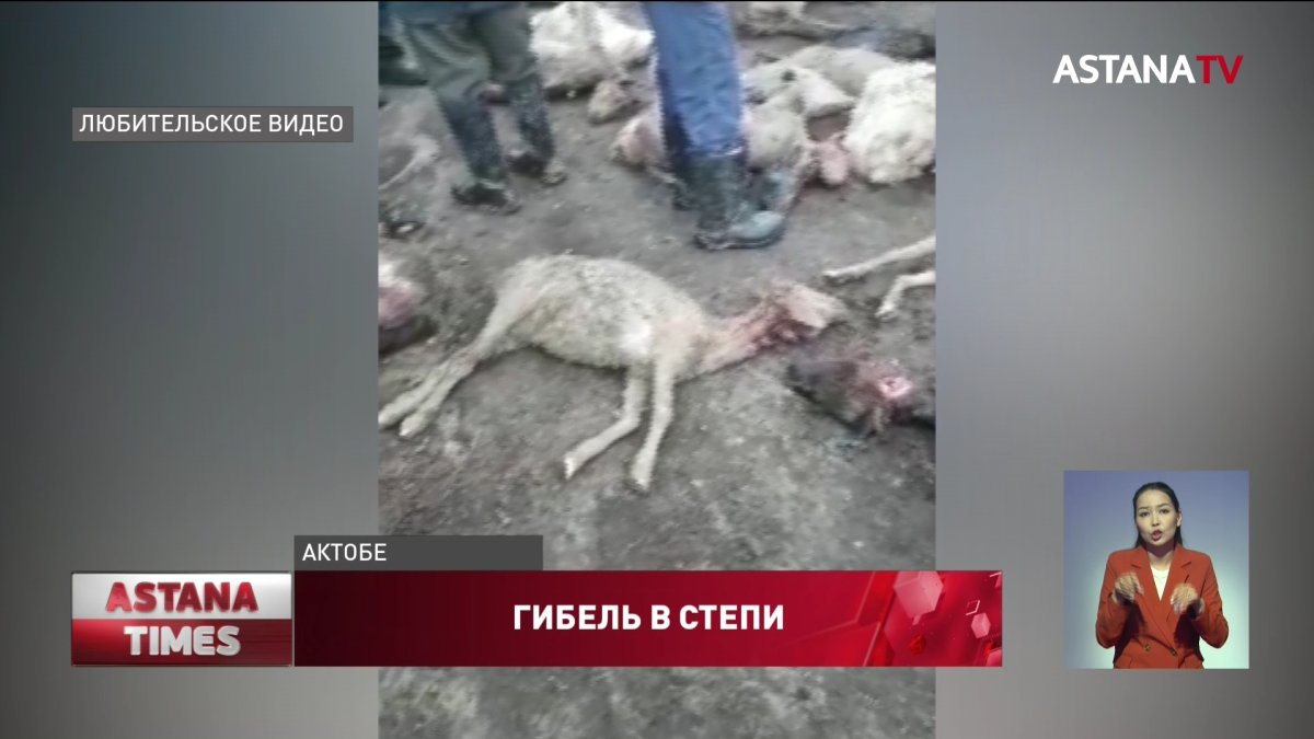 Стадо овец и коз погибло в Актюбинской области