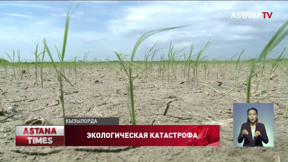 Кызылординцы сокращают посевы риса из-за катастрофической нехватки воды