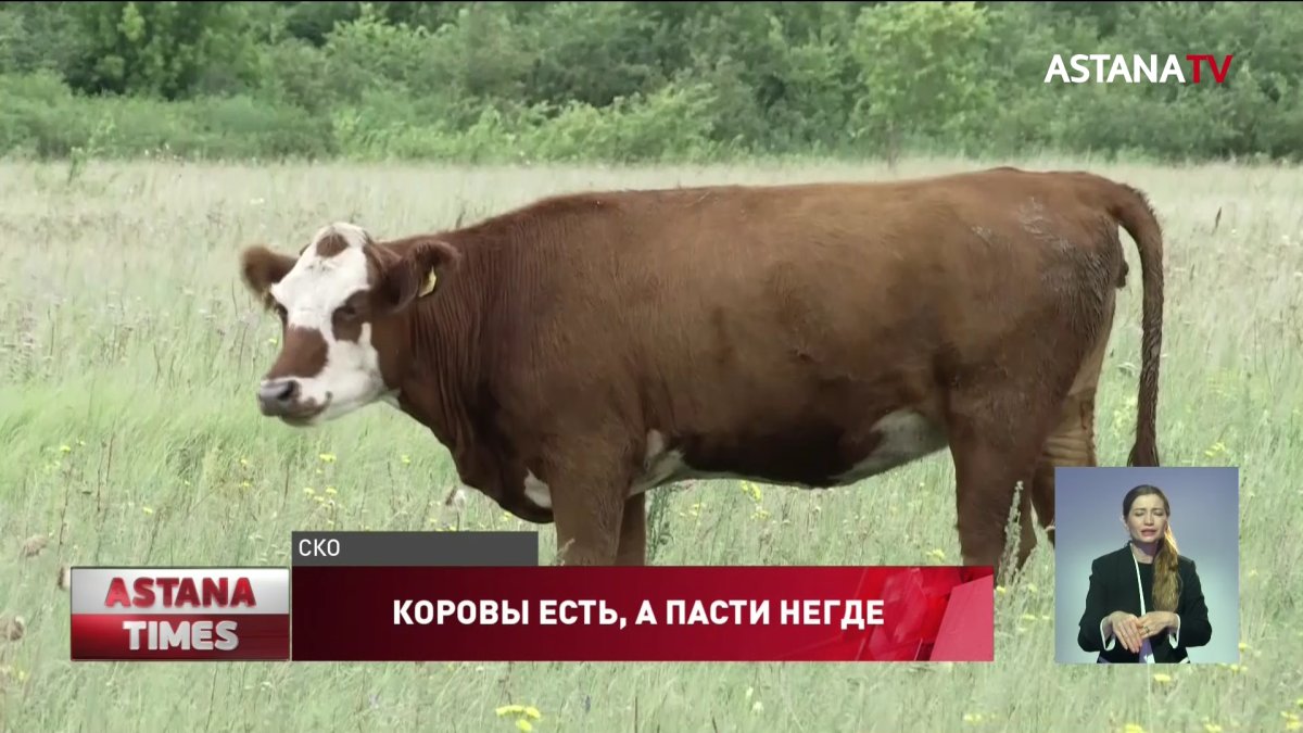 Сельчане вынуждены массово уничтожать скот в Северном Казахстане