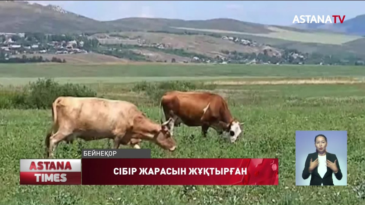 Қостанай облысында сібір жарасының қоздырғышы анықталды