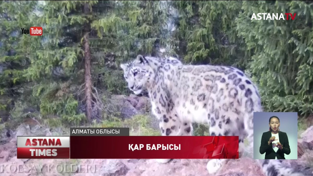 Ұлттық паркте қар барысы фототұзаққа түсіп қалды