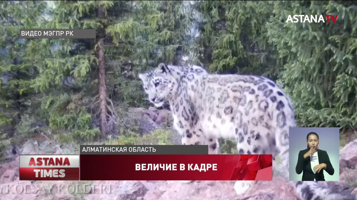 Снежные барсы попали в объектив фотоловушки в Алматинской области