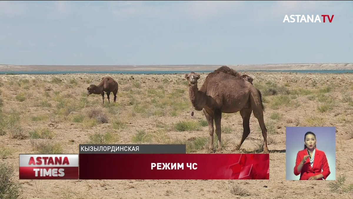 600 голов крупнорогатого скота погибло из-за засухи в Кызылординской области: объявлен режим ЧС