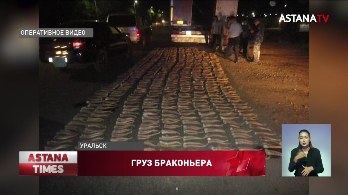 Рога сайги на 2 млрд. тенге изъяли у браконьеров в ЗКО