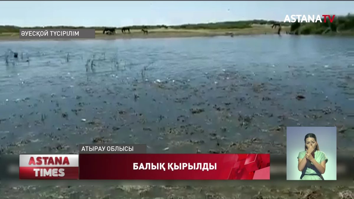 Атырау облысында балық қырылды
