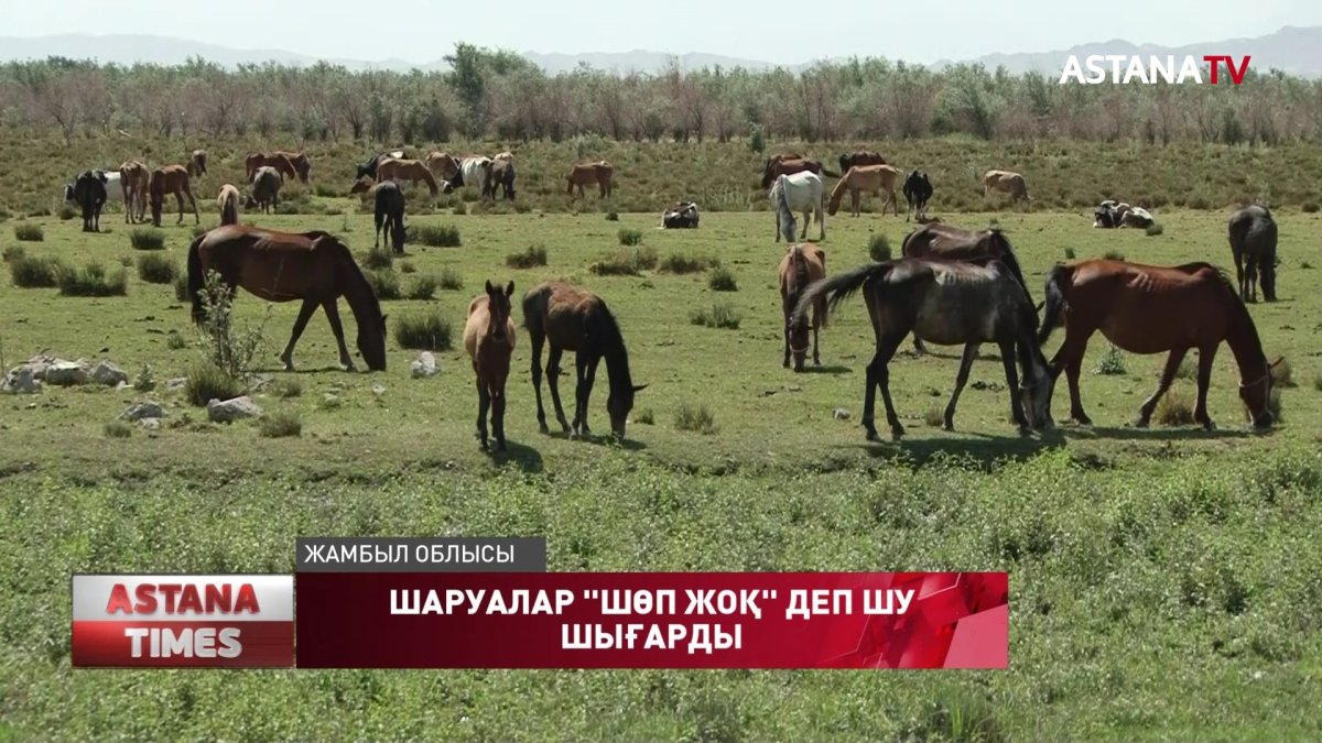 Жамбылдық шаруалар мал азығы жетіспейді деп шу шығарды