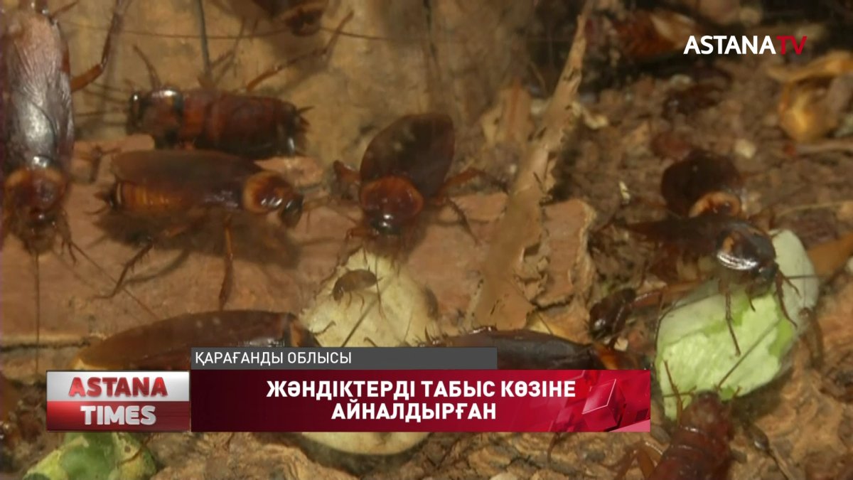 Теміртауда бұрынғы металлург жәндіктерді кәсіп етеді