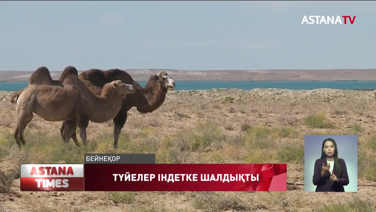 Қызылорда облысында түйелер індетке шалдықты