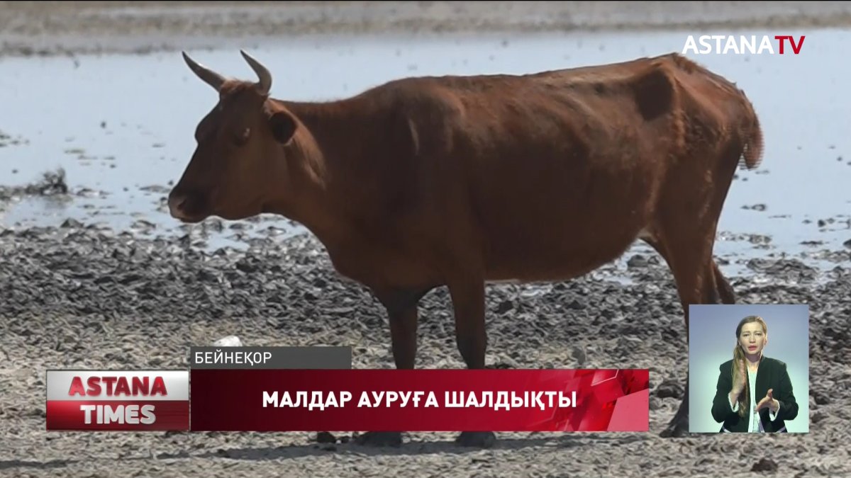 Қуаңшылықтан 1,5 мыңнан астам ірі қара қырылып қалған