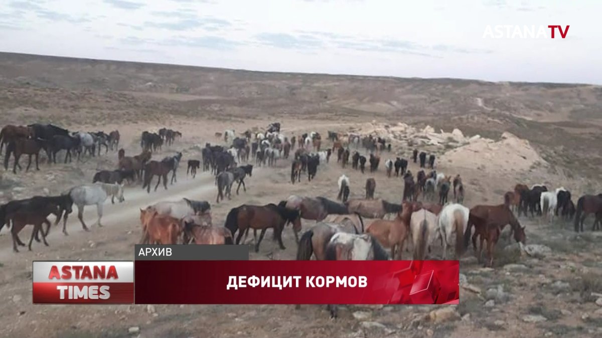 Минсельхоз не может вмешиваться в ситуацию с дефицитом кормов, - Е.Карашукеев