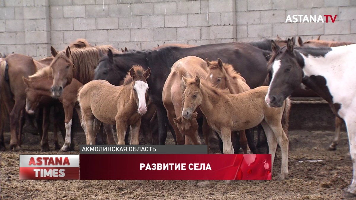 Развитие агропромышленного комплекса в Акмолинской области