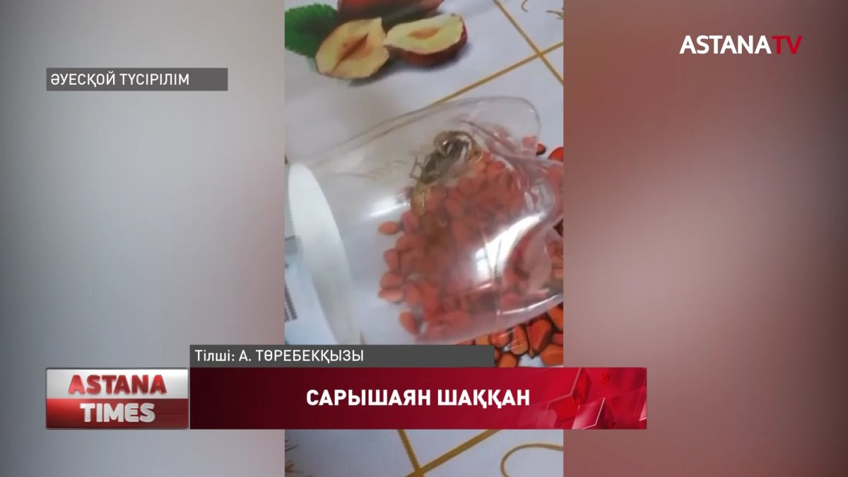 Шымкентте бір ғана тамыз айында 43 адамды сарышаян шаққан