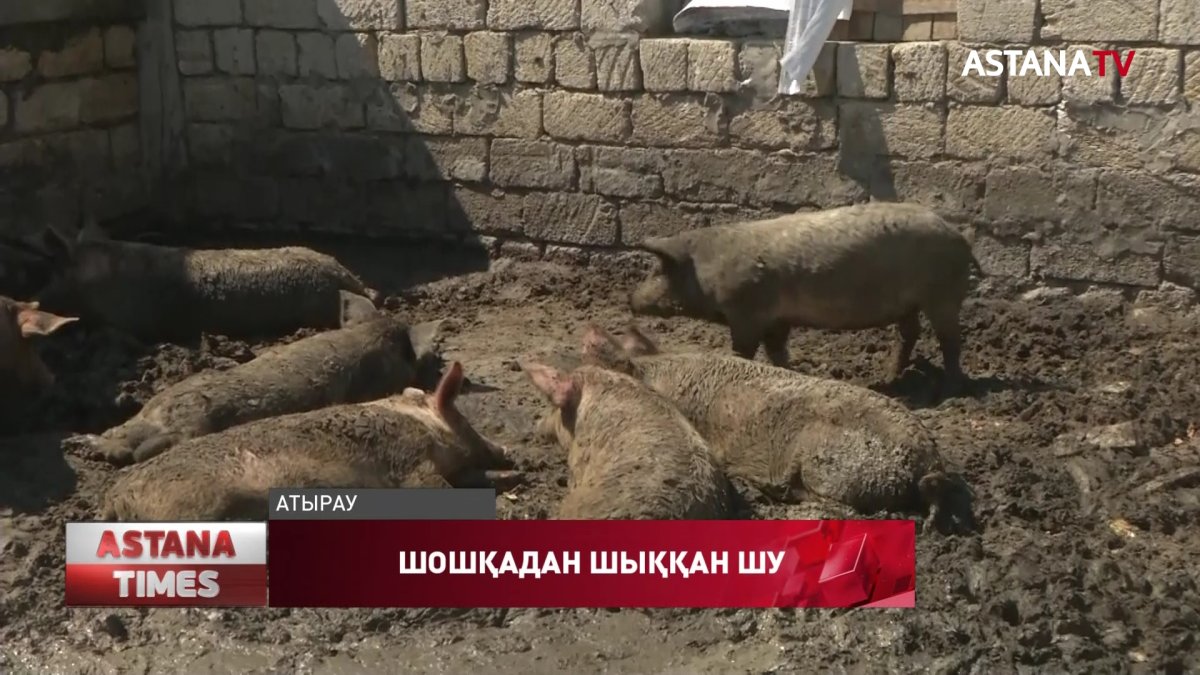 Атыраулықтар шошқа баққан көршіден құтыла алар емес