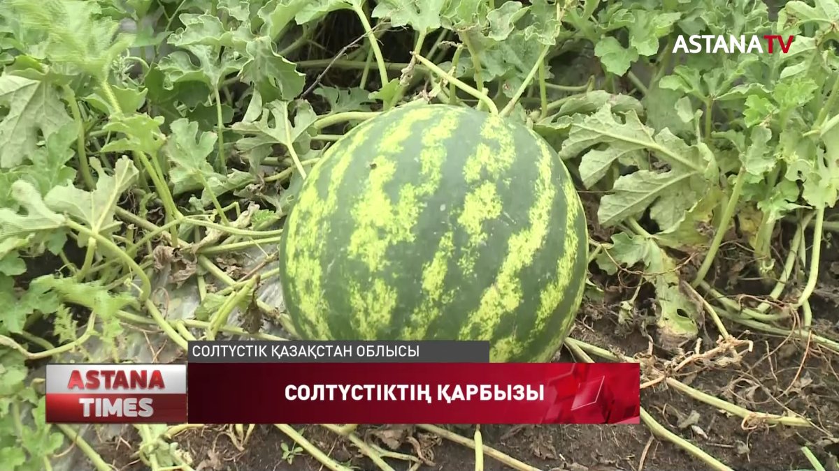 СҚО оңтүстіктен көшіп келген тұрғын 15 келілік қарбыз өсіріп жатыр