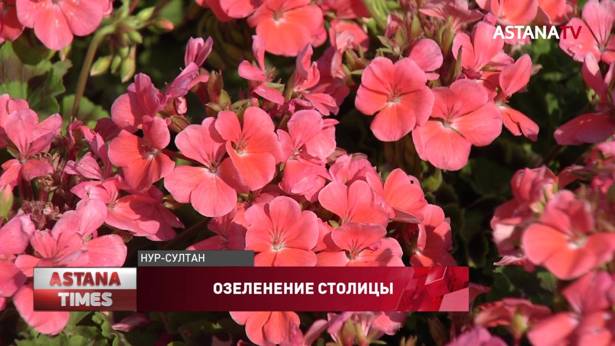 Столица будет утопать в цветах с ранней весны и до поздней осени