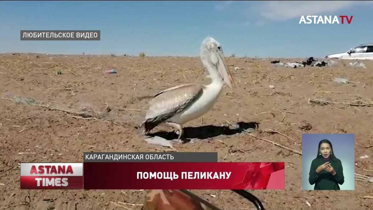 Дикий пеликан пришел за помощью к балхашским рыбакам