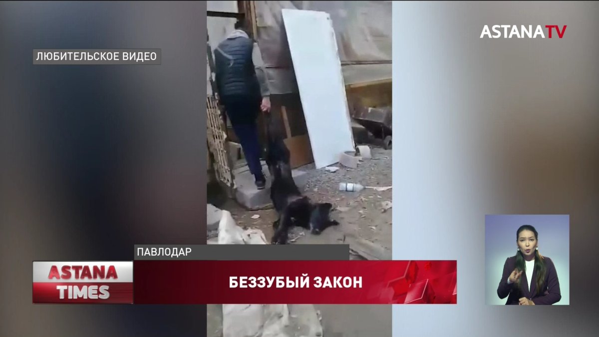 Павлодарец расстрелял собаку: зоозащитники жалуются на неработающий закон