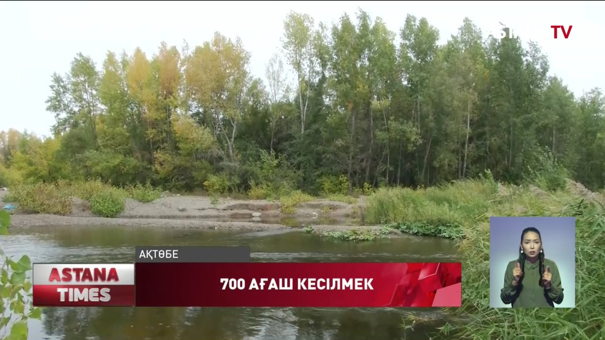 Ақтөбеде көпірді кеңейту үшін 700 ағашты сүріп тастамақшы