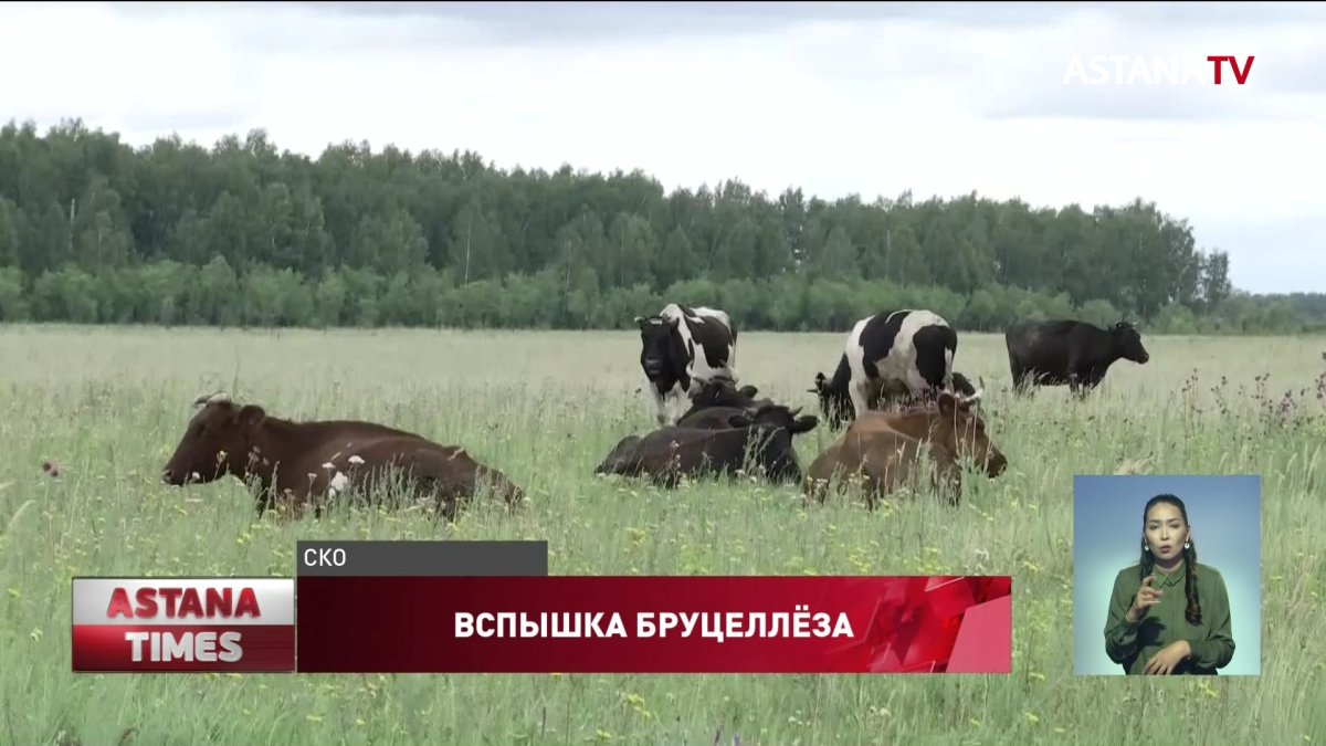 Вспышка бруцеллёза в СКО: у сельчан забирают скот и уничтожают