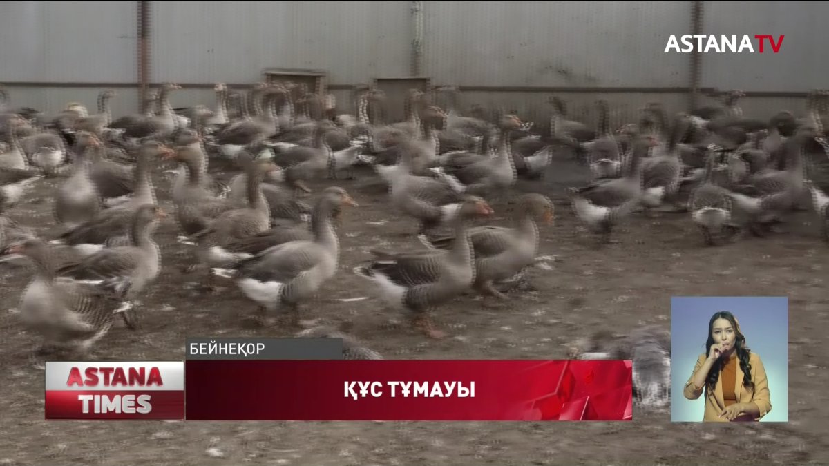СҚО құс тұмауынан мыңнан астам үйрек пен қаз қырылды