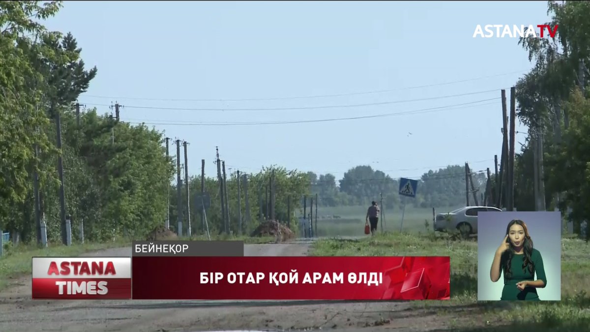 СҚО  жеңіл көлік бір отар қойды қағып кетті