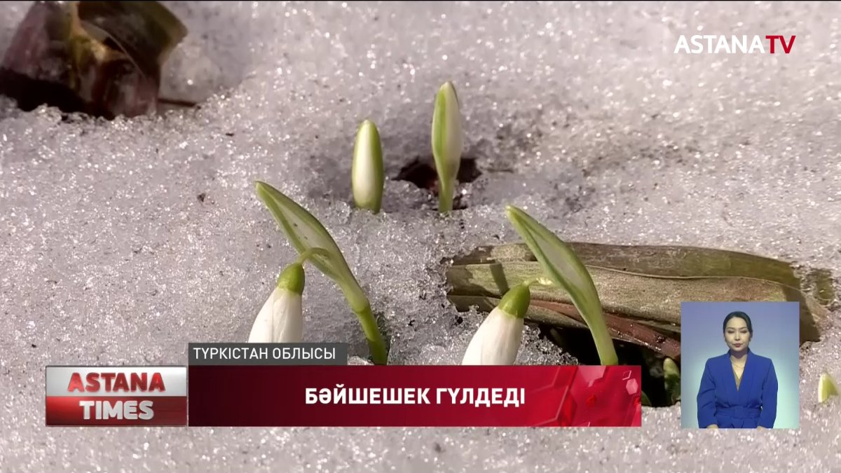 Түркістан облысында бәйшешек гүлдеп жатыр