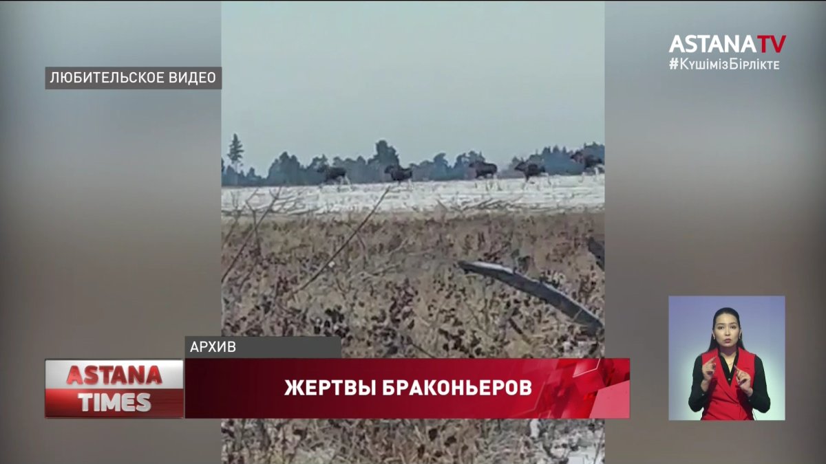 Девять человек задержаны по подозрению в браконьерстве в Баянауле