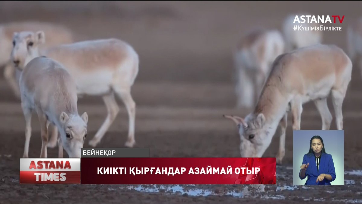 Тобыл өңірінде ақбөкенді заңсыз ату фактісі азаймай тұр