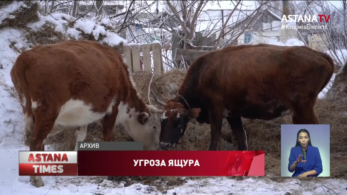 Вспышкой неизвестной инфекции среди скота встревожены западноказахстанцы