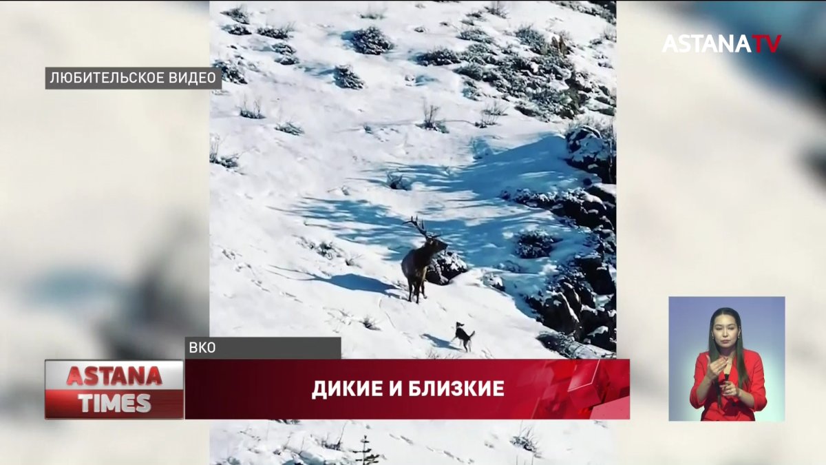 Редкие кадры дикого марала засняли жители ВКО - Телеканал «Астана»
