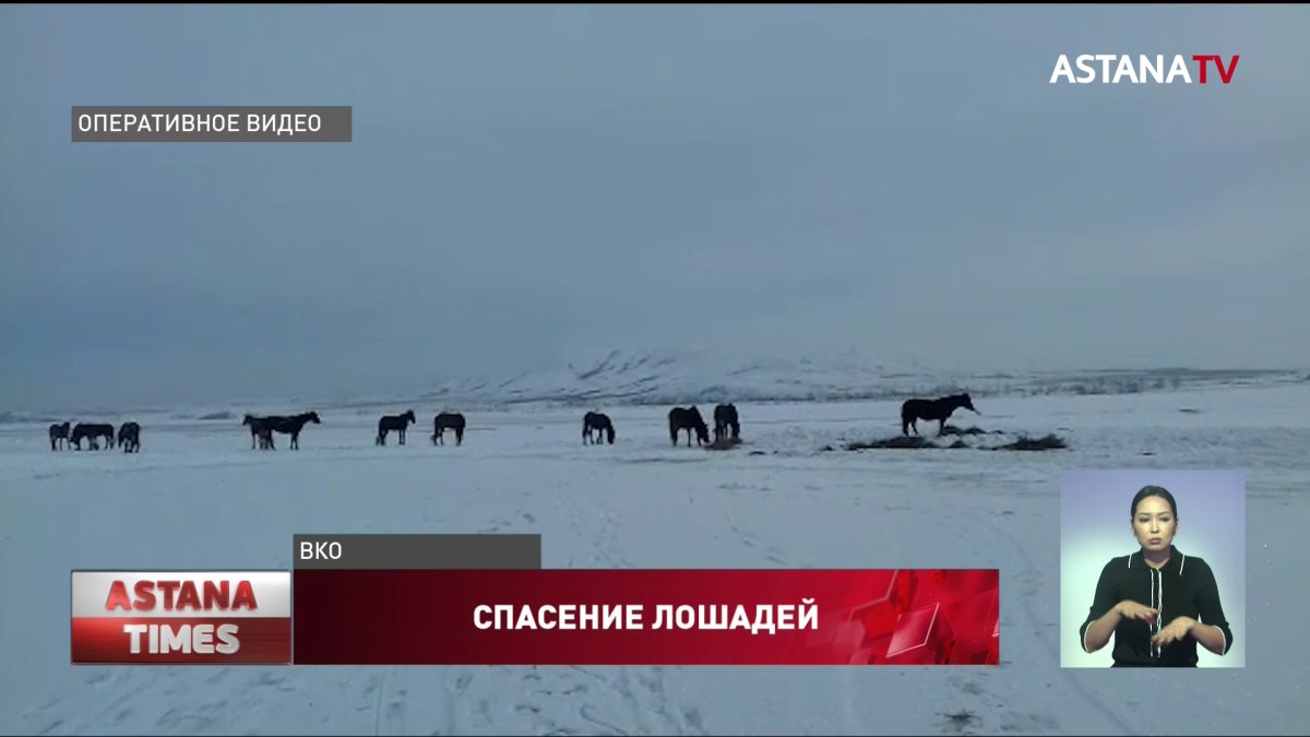 Табун лошадей несколько часов вызволяли из ледяного Иртыша в ВКО
