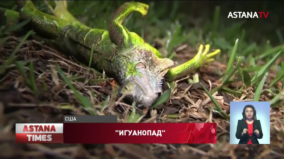 Во Флориде начался "игуанопад" из-за похолодания