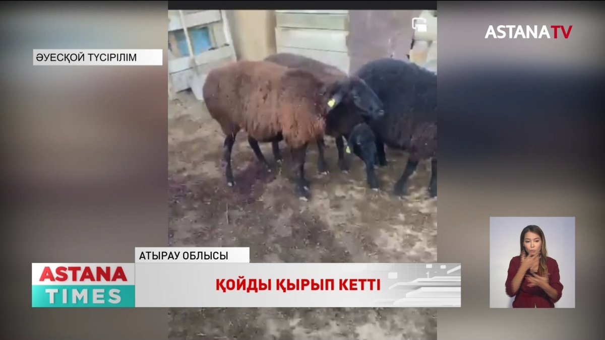 Атырау облысында белгісіз жыртқыш қойды қырып кетті