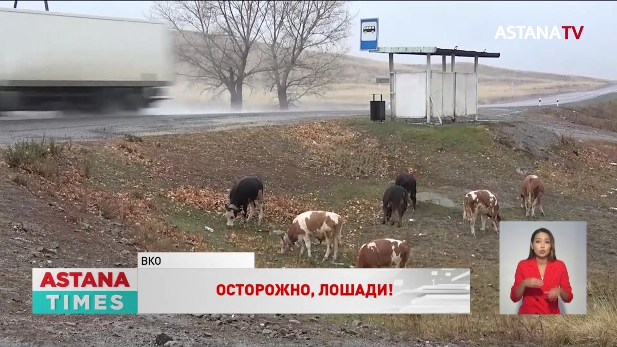 Бродячий скот досаждает жителям городов ВКО