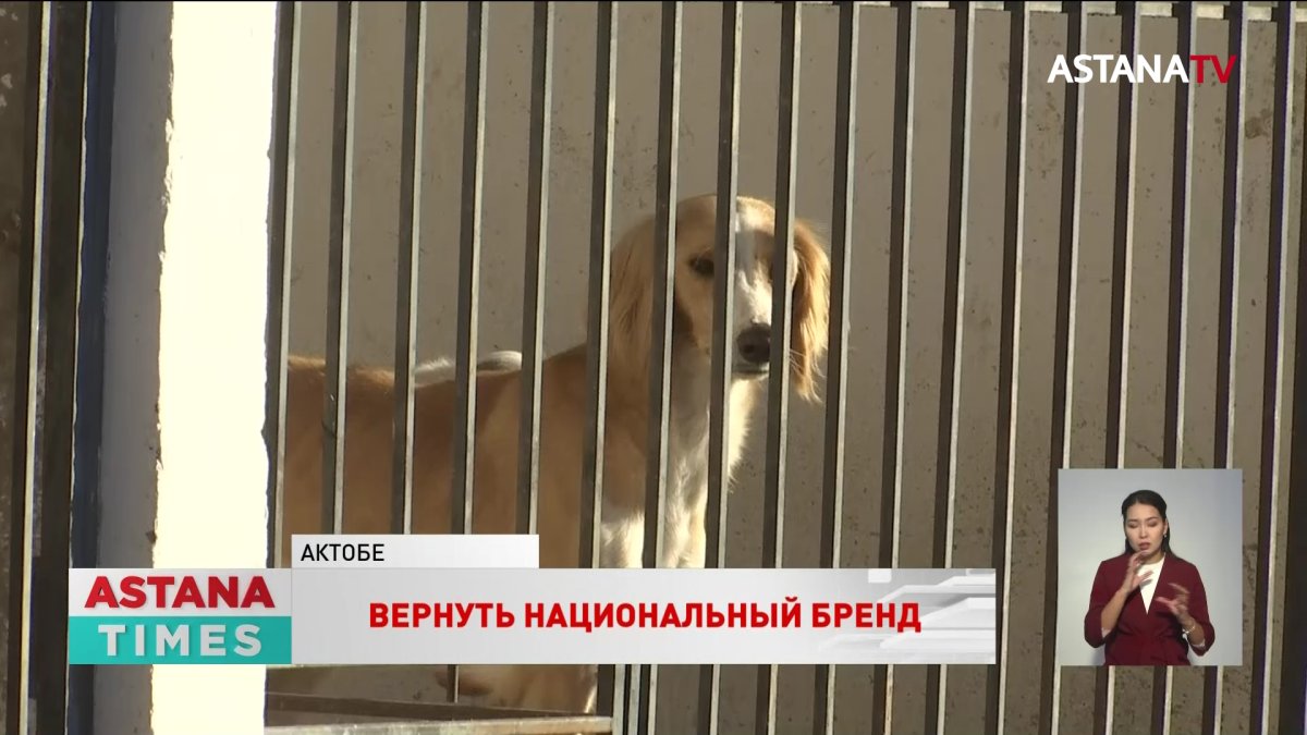 "Нос длинный, ноги длинные – это еще не тазы", - заводчики о рисках воспроизведения казахских пород собак