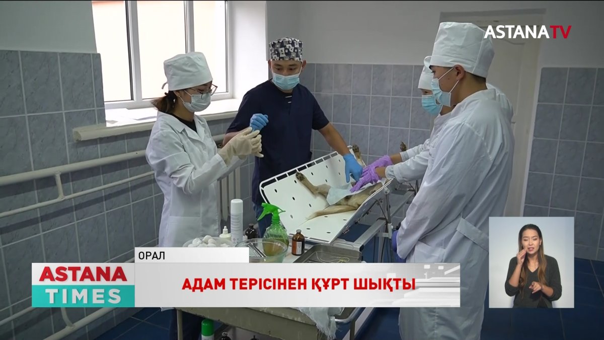 "Маса мен бүрге арқылы жұғады",- санитар-дәрігер